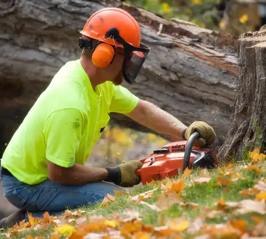 tree services Lake Elmo